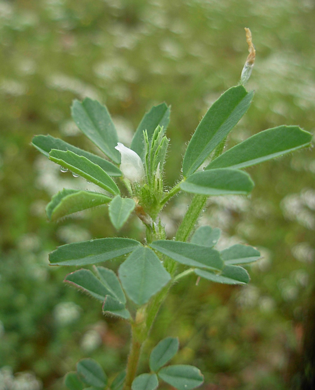 Trigonella gladiata M. Bieb./Fieno greco selvatico